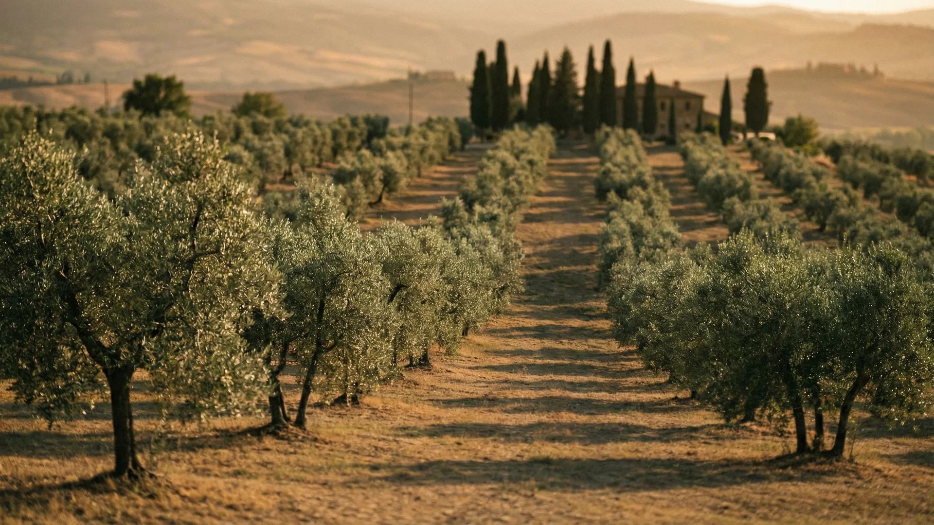 Sun-drenched Italian olive grove at golden hour sunset with ancient olive trees stretching across Tuscan hills